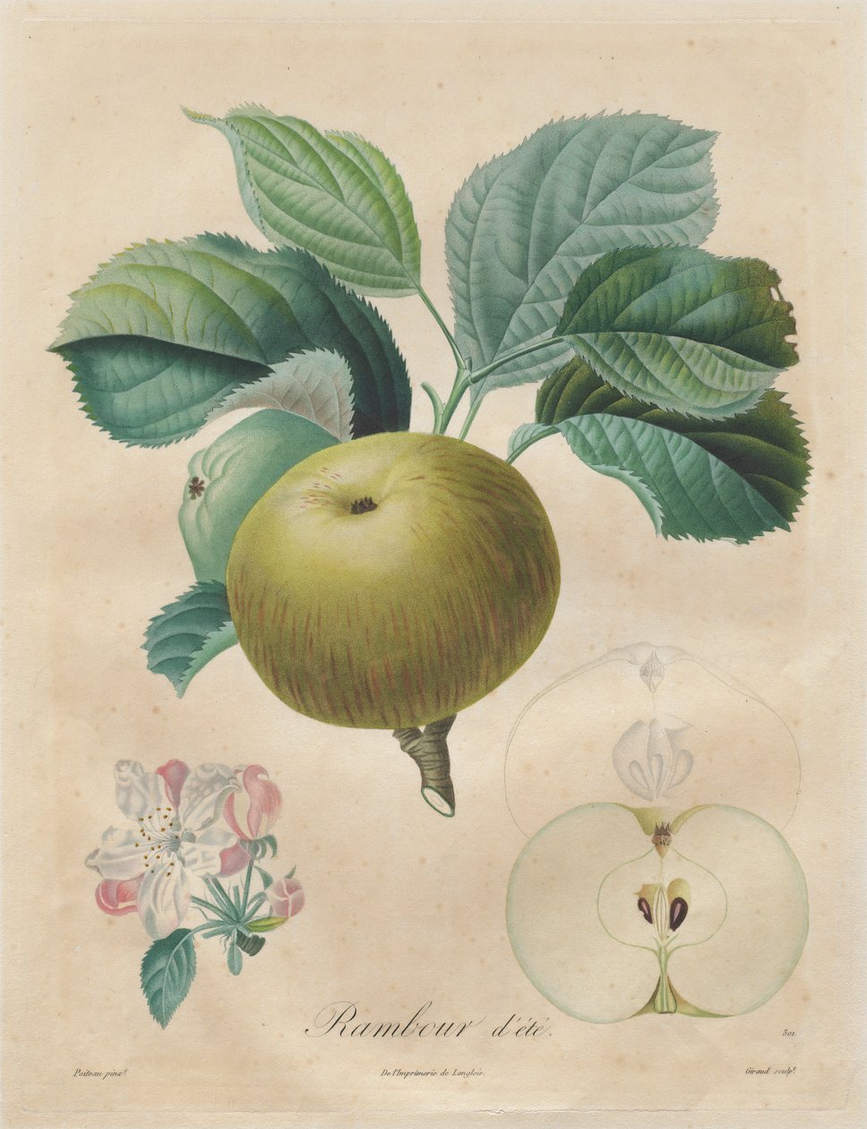 Pojednání o ovocných stromech: Summer Rambour, 1808-1835. od Henri Louis Duhamel du Monceau