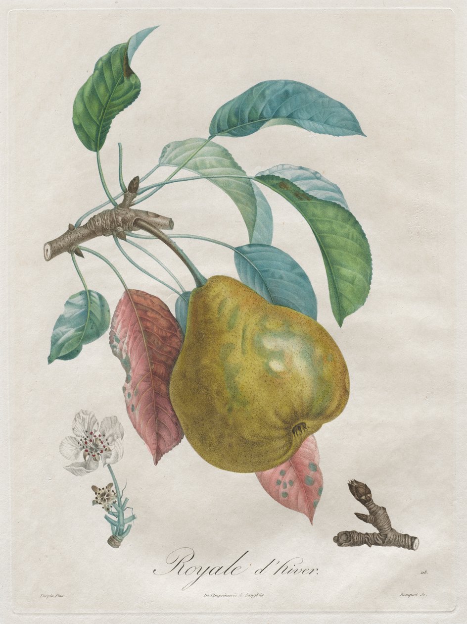 Pojednání o ovocných stromech: Winter Royal od Henri Louis Duhamel du Monceau