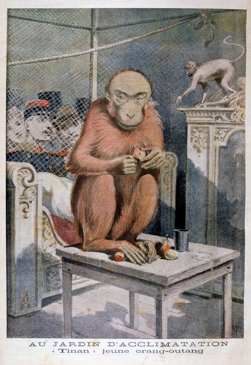 Orangutan Tinan, 1896 od Henri Meyer