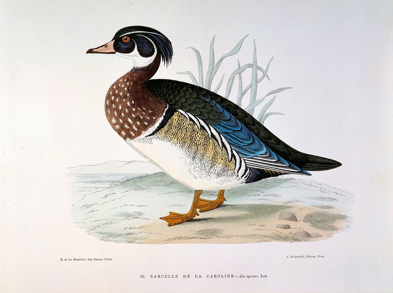 Znázornění Teal Duck of Caroline Plate od H. Blanchere od Henri de la Blanchere