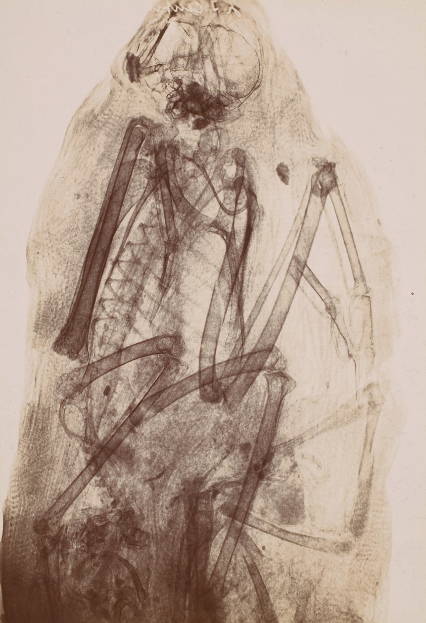 [X-Ray of the Mumie of a Raptor], 1896. od Henri van Heurck