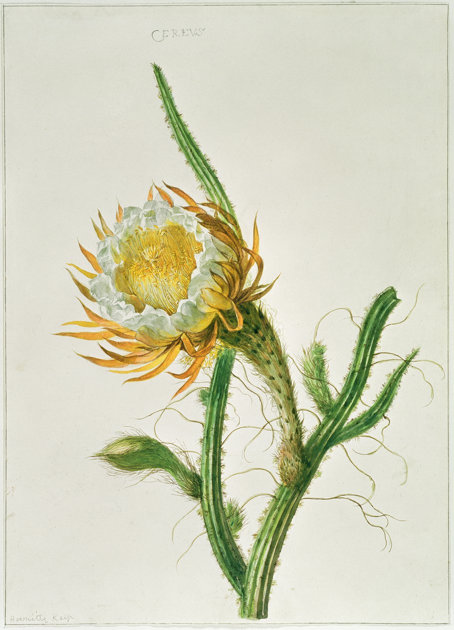 PD.729-11973 Noční kaktus (Selenicereus grandiflorus), původem z Jamajky od Henriette Gertruide Knip