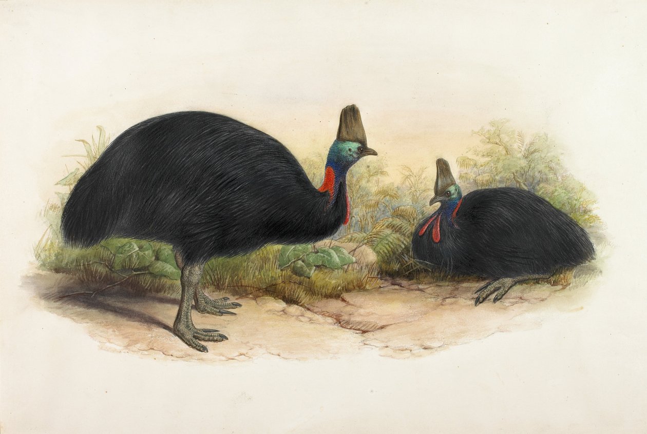 Jižní Cassowary, Casuarius casuarius od Henry Constantine Richter