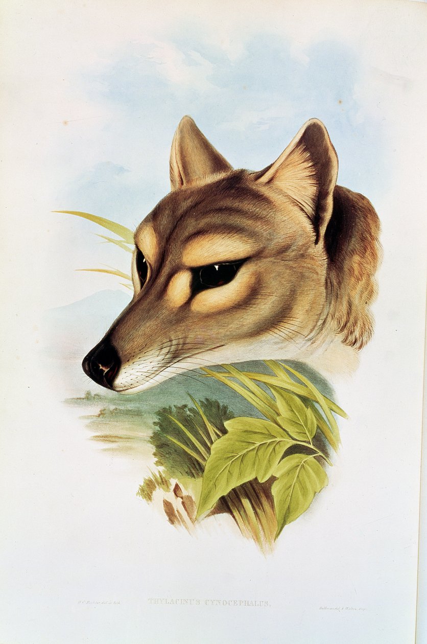 Tasmánský vlk nebo tygr (thylacinus cynocephalus) od Henry Constantine Richter