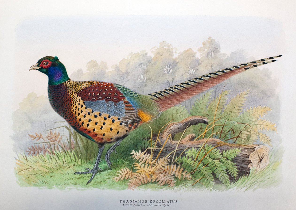 Phasianus decollatus, 1906-7 od Henry Jones