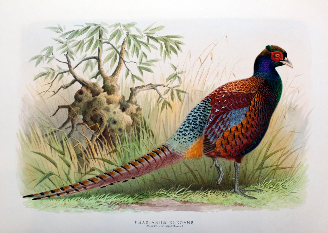Phasianus Elegans, 1906-7 od Henry Jones