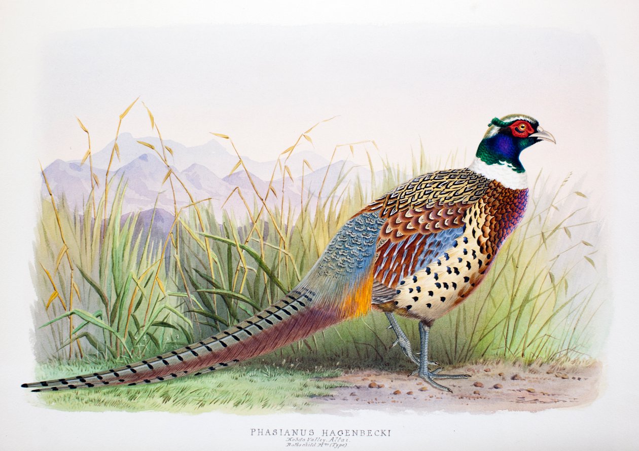 Phasianus hagenbecki, 1906-7 od Henry Jones
