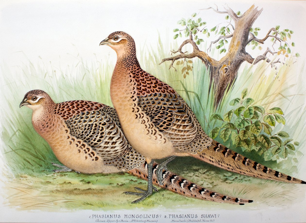 Phasianus mongolicus a Phasianus shawi, 1906-7 od Henry Jones
