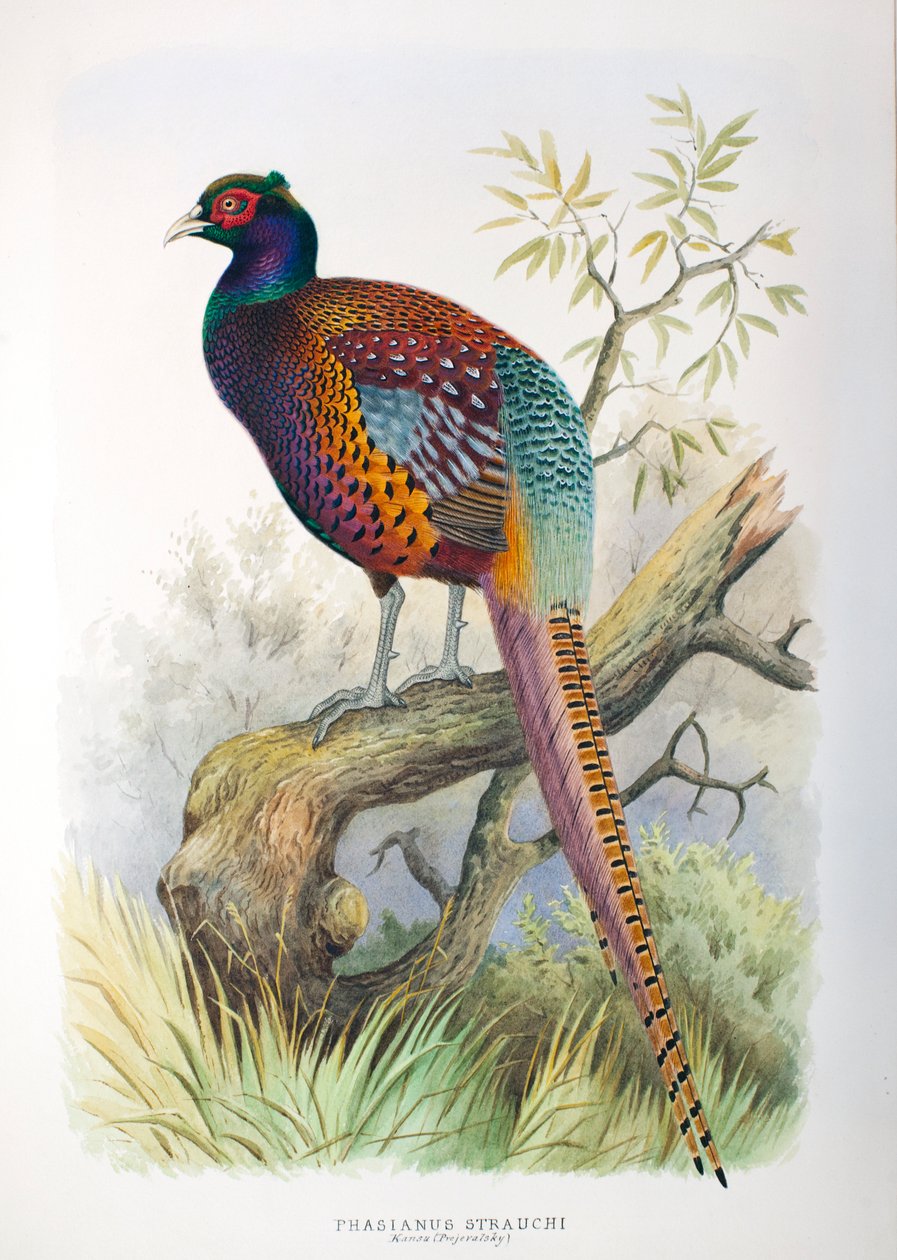 Phasianus strauchi, 1906-7 od Henry Jones