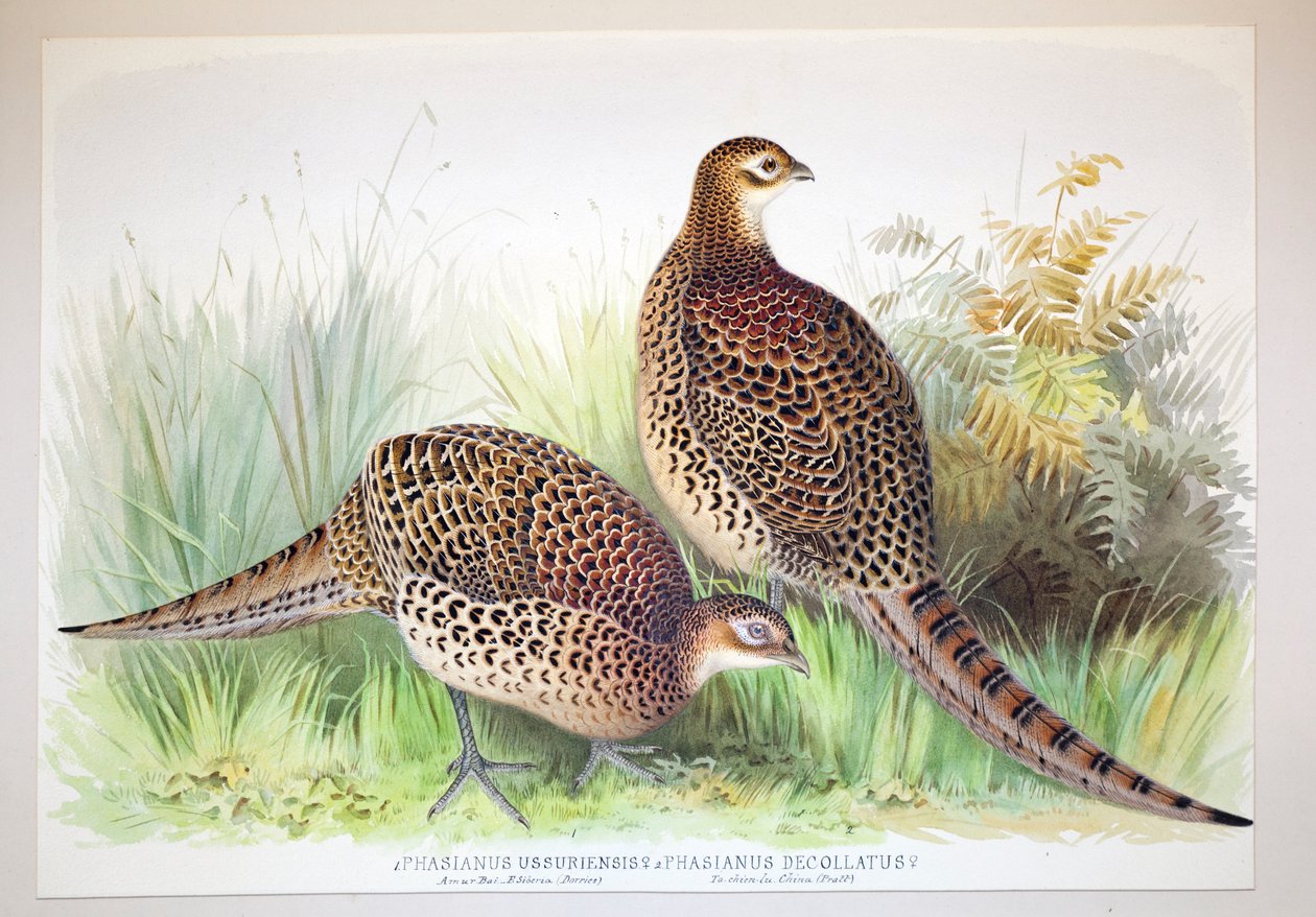 Phasianus ussuriensis a Phasianus delocllatus, 1906-7 od Henry Jones