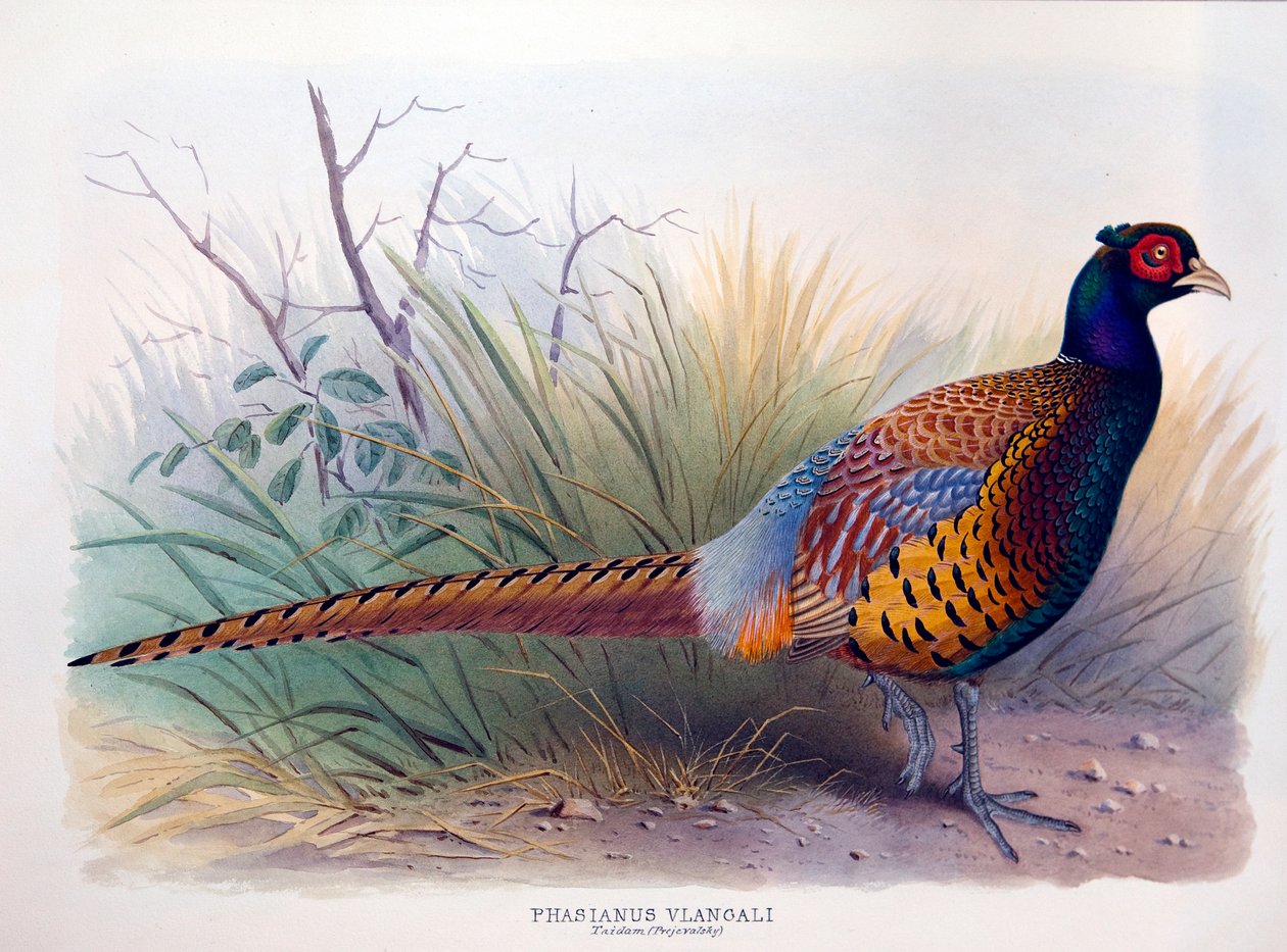 Phasianus vlangali, kolem 1896-1921 od Henry Jones