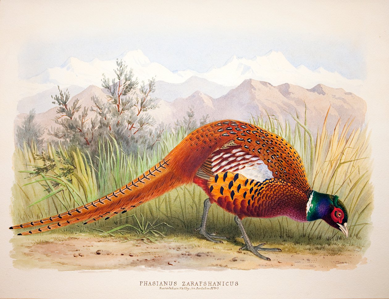 Phasianus zarafshanicus, kolem 1896-1921 od Henry Jones