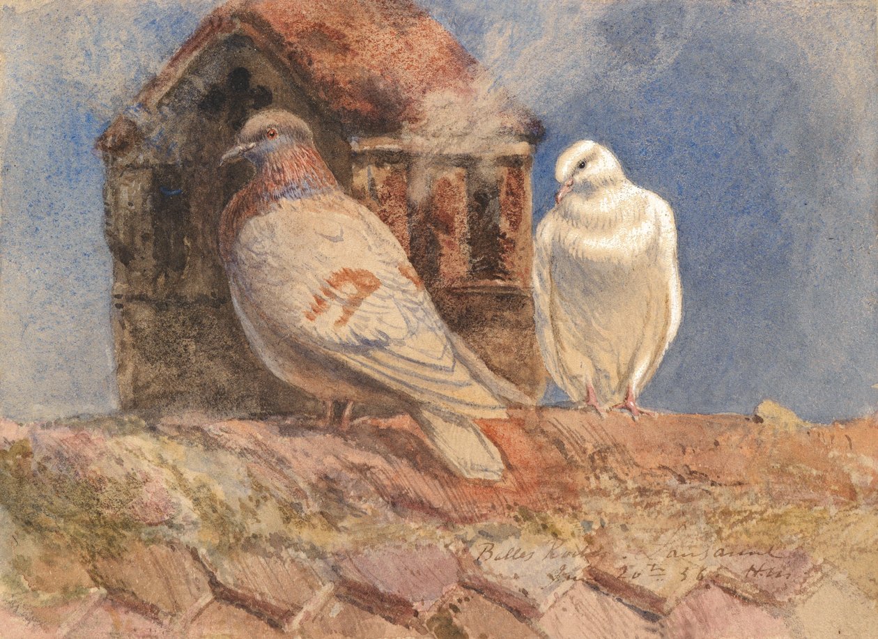 Doves Resting on a Rooftop, Belles Roches, Lausanne, 1856 (wc, tužka, pero a hnědý inkoust zvýrazněný bílou barvou na papíře) od Henry Moore