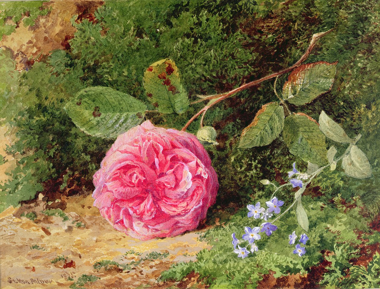 Růžová růže na mechovém břehu, 1875 od Henry Sutton Palmer