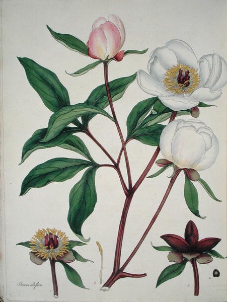 Paeonia Albiflora, z 