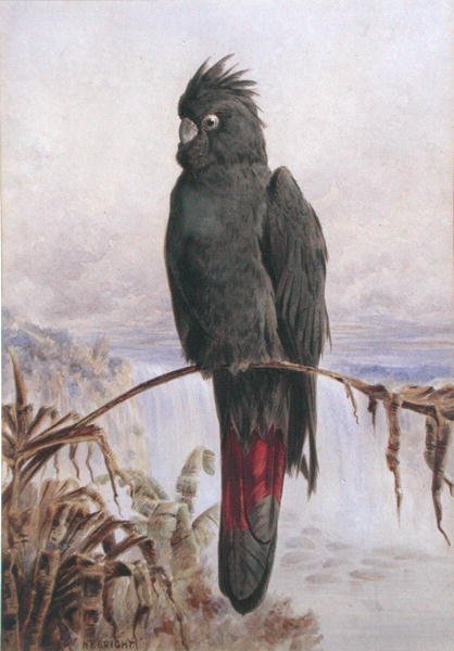 Australský červenoocasý černý kakadu (akvarel a tělová barva na papíře) od Henry Bright