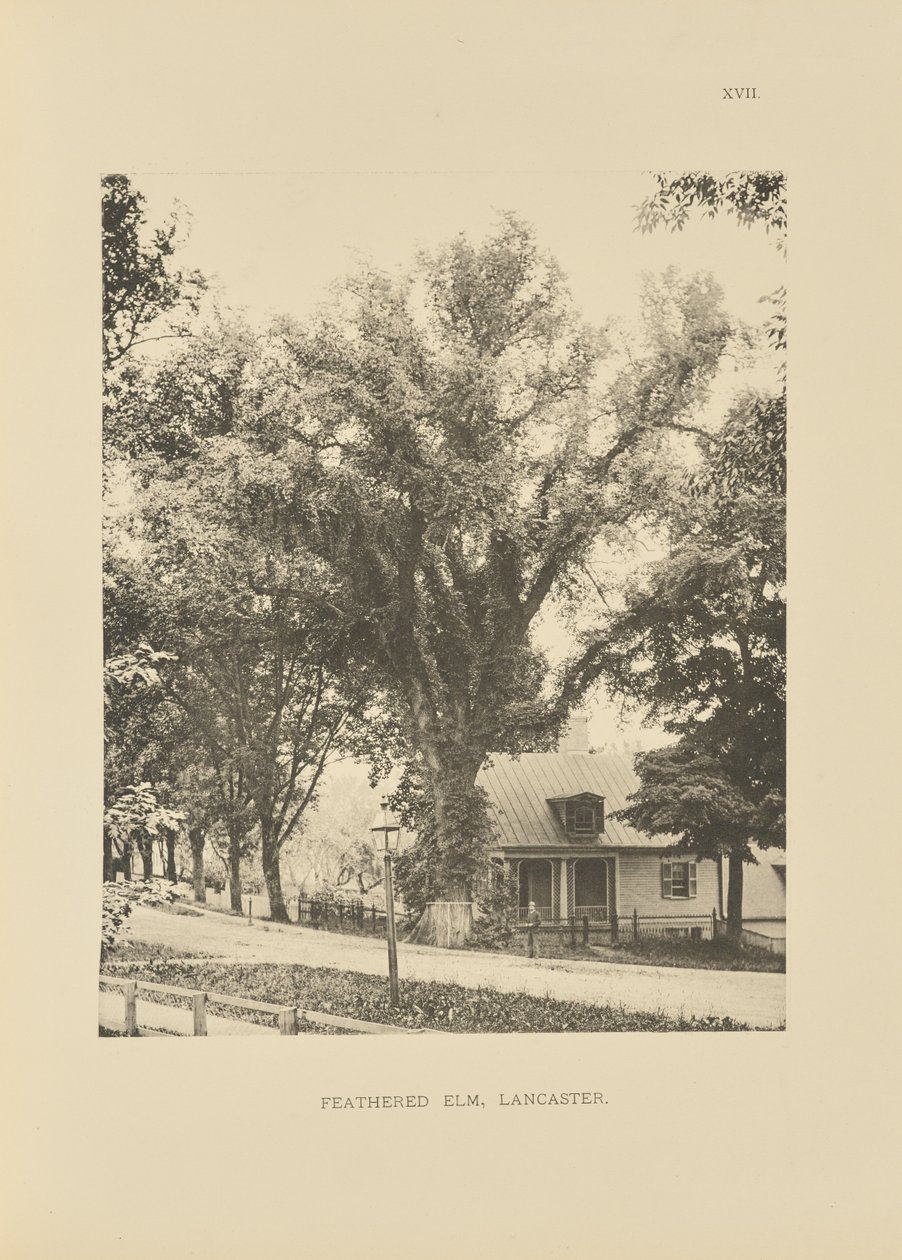 Feathered Elm, Lancaster od Henry Brooks