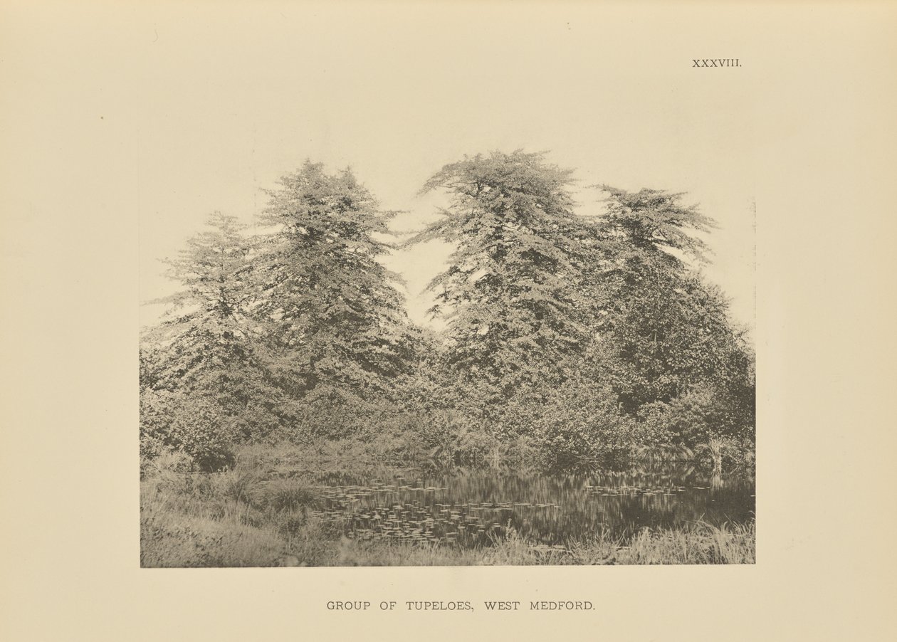 Skupina Tupeloes, West Medford od Henry Brooks