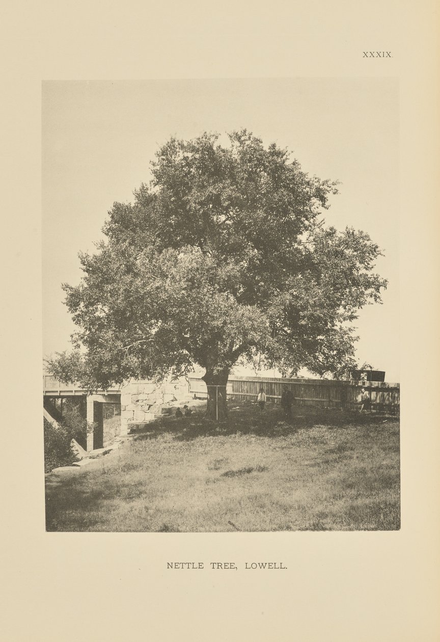 Kopřivový strom, Lowell od Henry Brooks