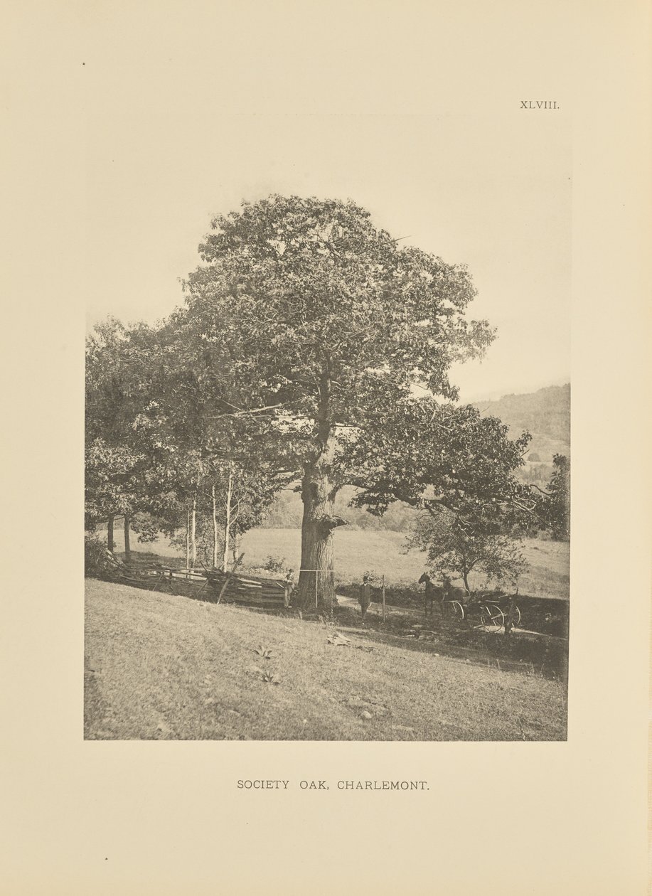 Society Oak, Charlemont od Henry Brooks