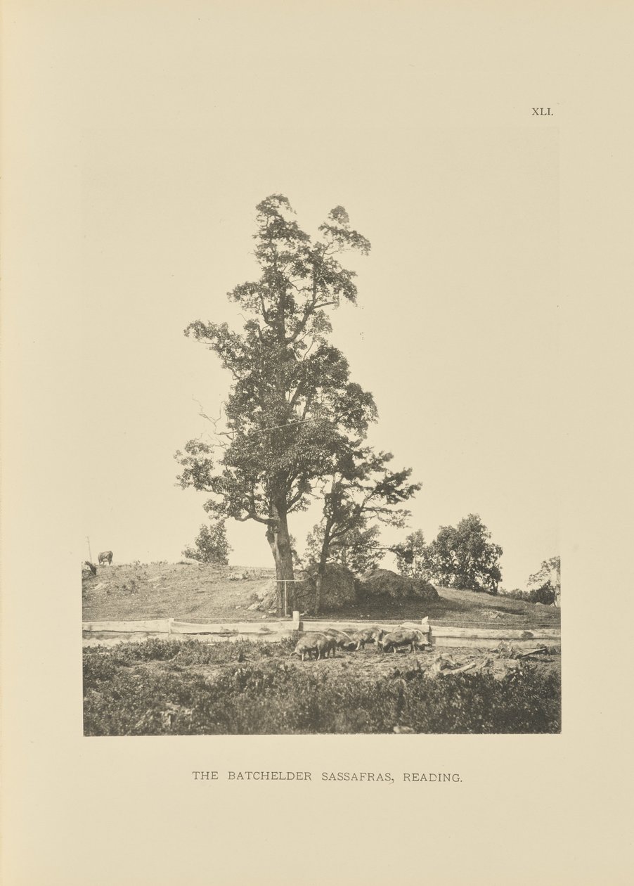 Batchelder Sassafras, Reading od Henry Brooks