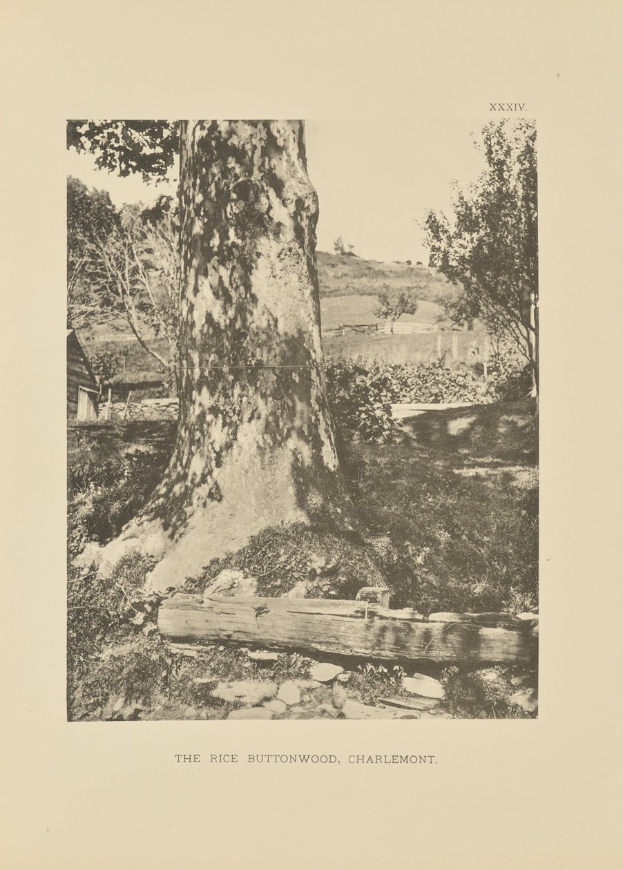 The Rice Buttonwood, Charlemont od Henry Brooks