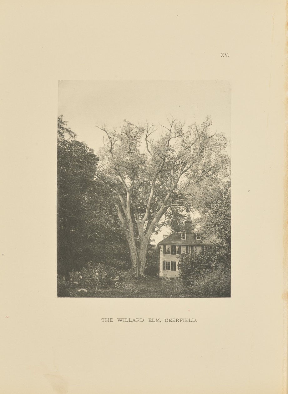 The Willard Elm, Deerfield od Henry Brooks
