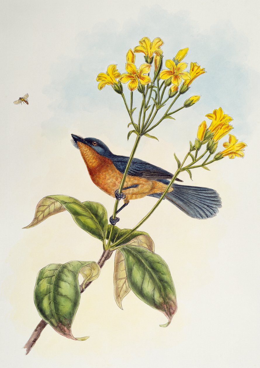 Mucholapka širokozobá (Myiagra ruficollis), od Birds of Asia od Henry Constantine Richter