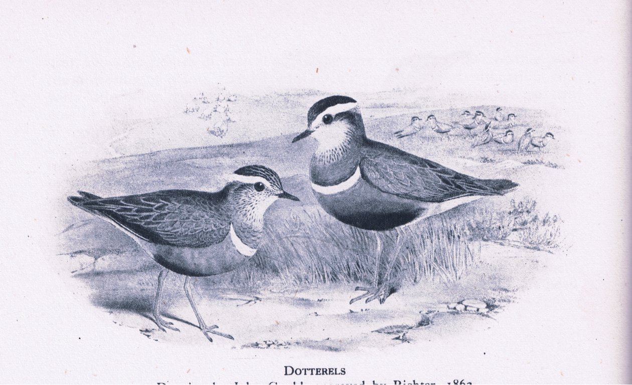 Dotterells, Nature in Britain publikoval Collins, 1946 od Henry Constantine Richter