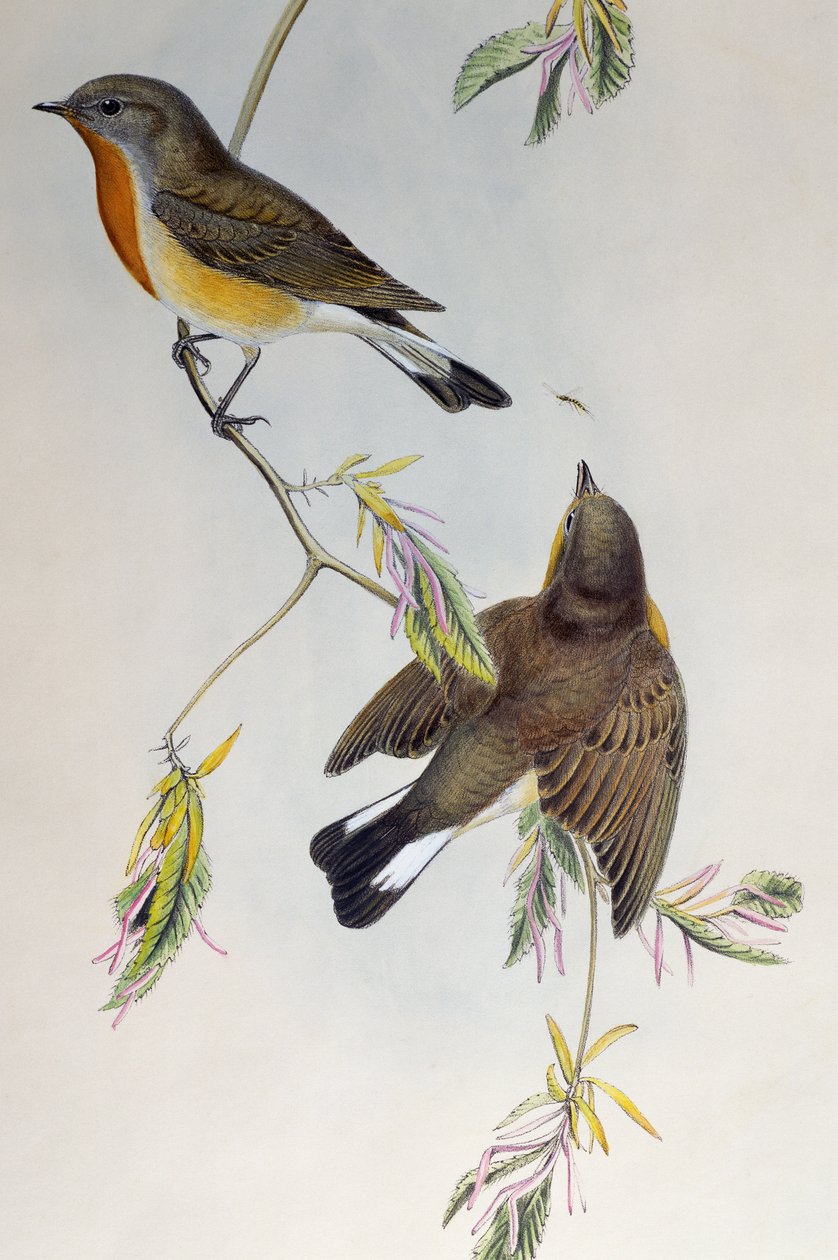 Muškař rudoprsý (Ficedula parva), od Birds of Great Britain od Henry Constantine Richter