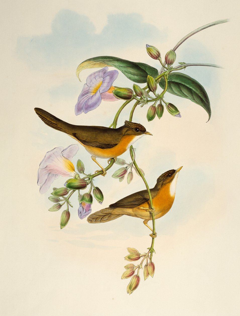 Tawny-bellied Babbler (Dumetia hyperythra), litografie z Birds of Asia od Henry Constantine Richter