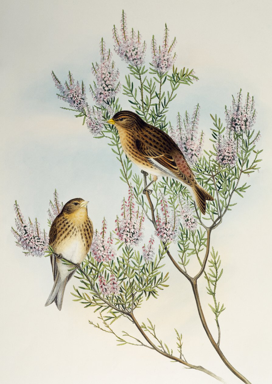 Twite (Carduelis flavirostris), z Birds of Great Britain od Henry Constantine Richter