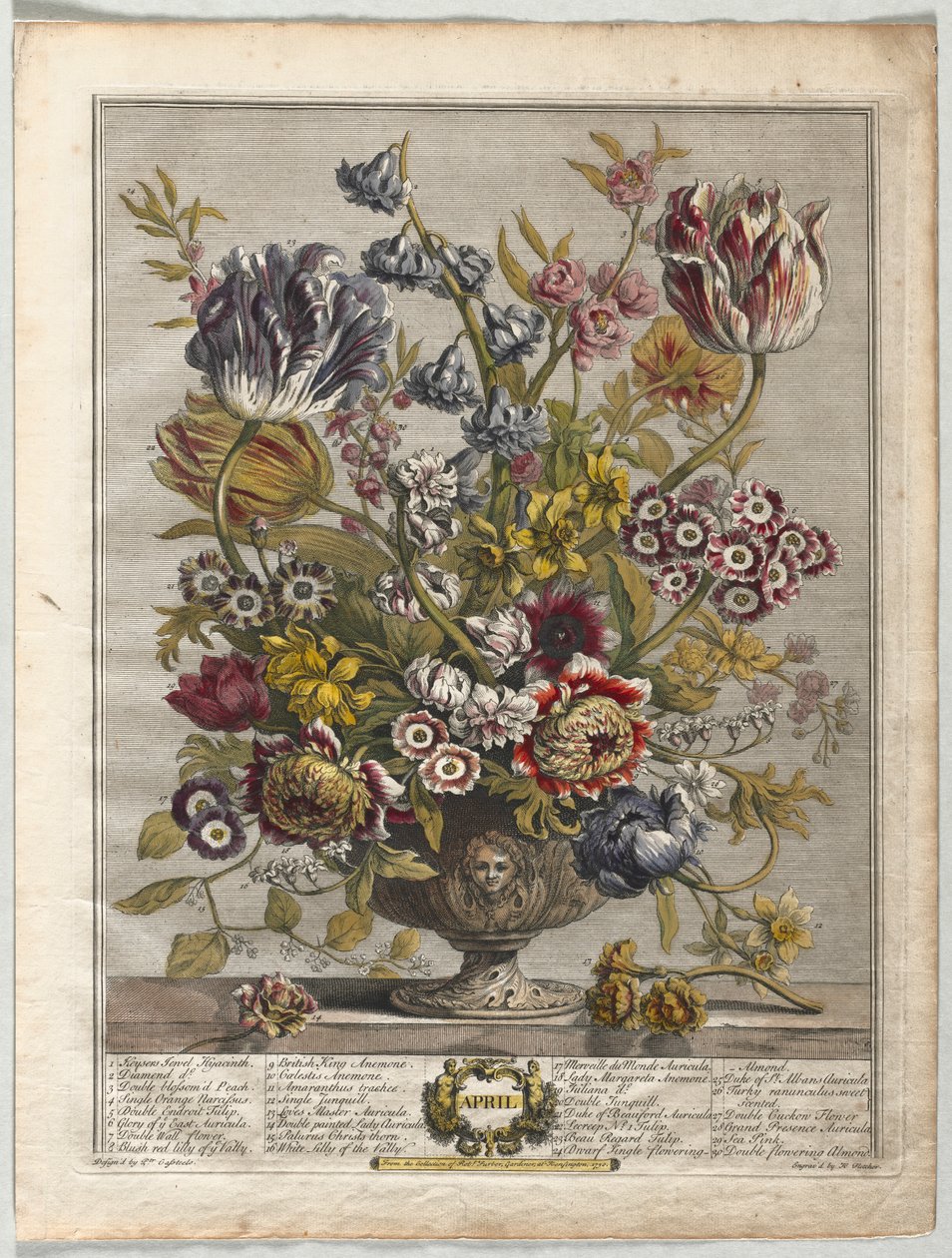 Dvanáct měsíců květů: duben 1730. od Henry Fletcher