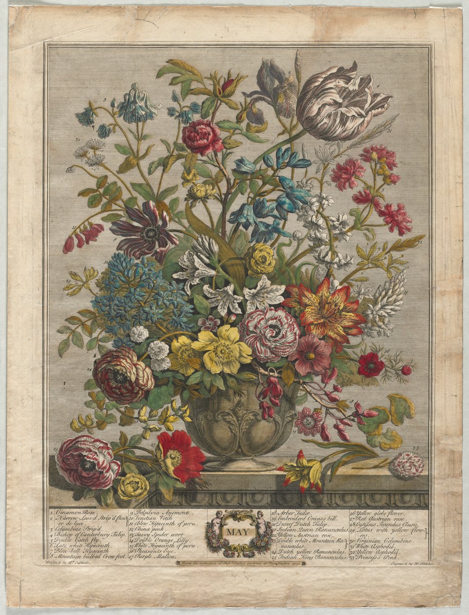 Dvanáct měsíců květů: květen 1730. od Henry Fletcher