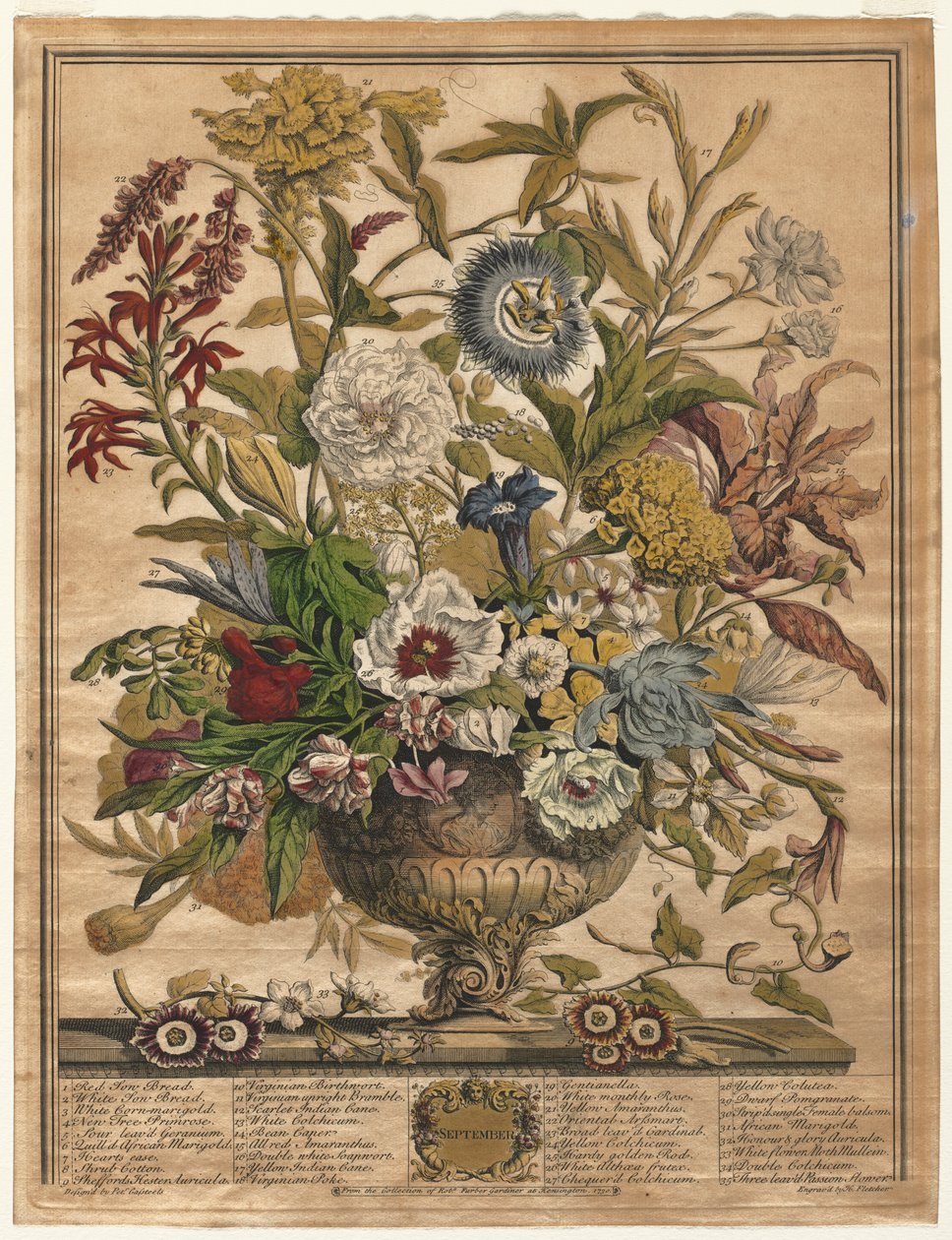 Dvanáct měsíců květů: září 1730. od Henry Fletcher