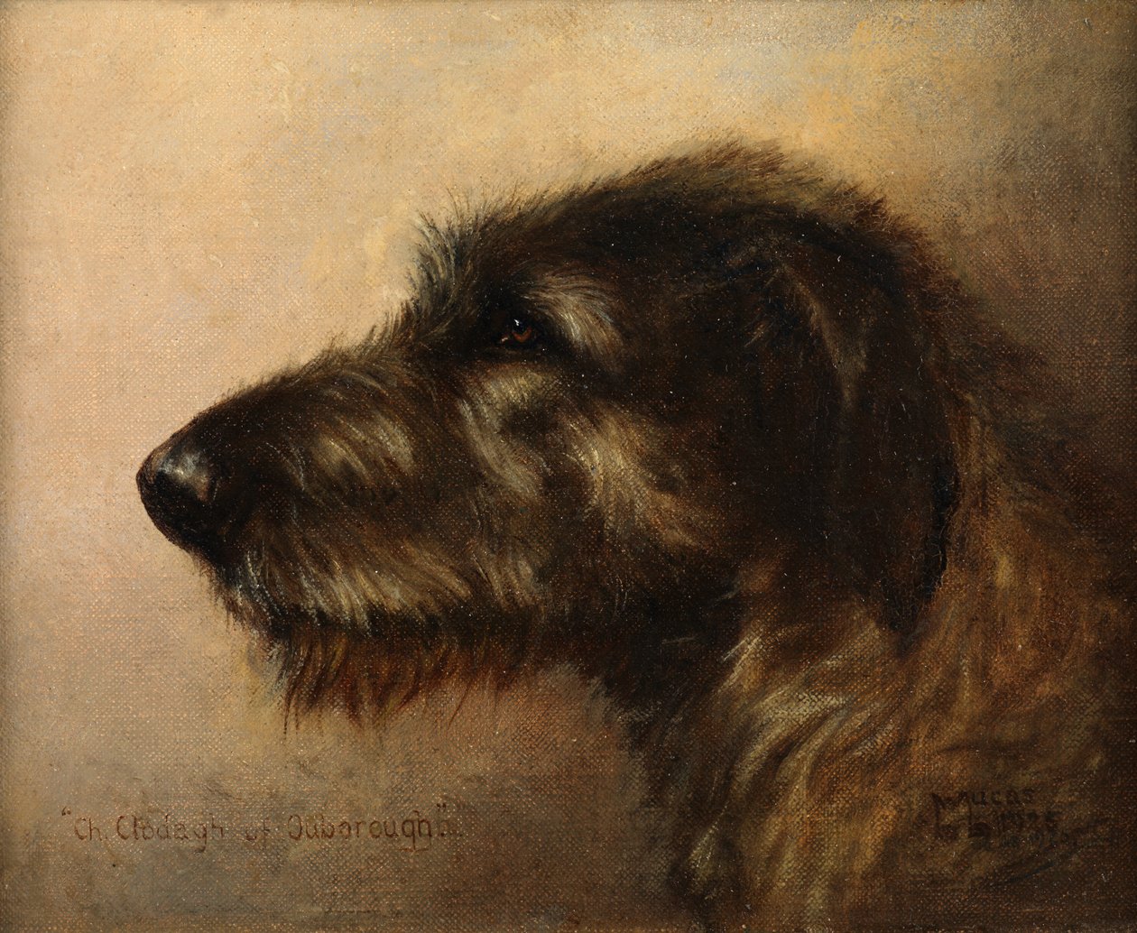 Šampion Clodagh z Ouborough, irský vlkodav od Henry Frederick Lucas Lucas