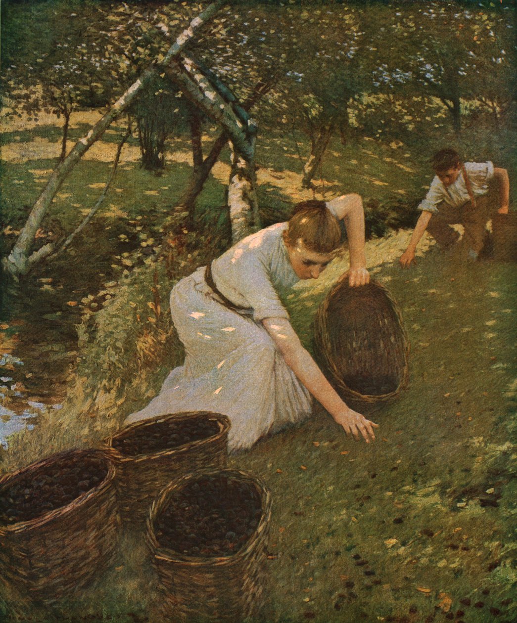 Sběr švestek, 1901, c1930. od Henry Herbert La Thangue
