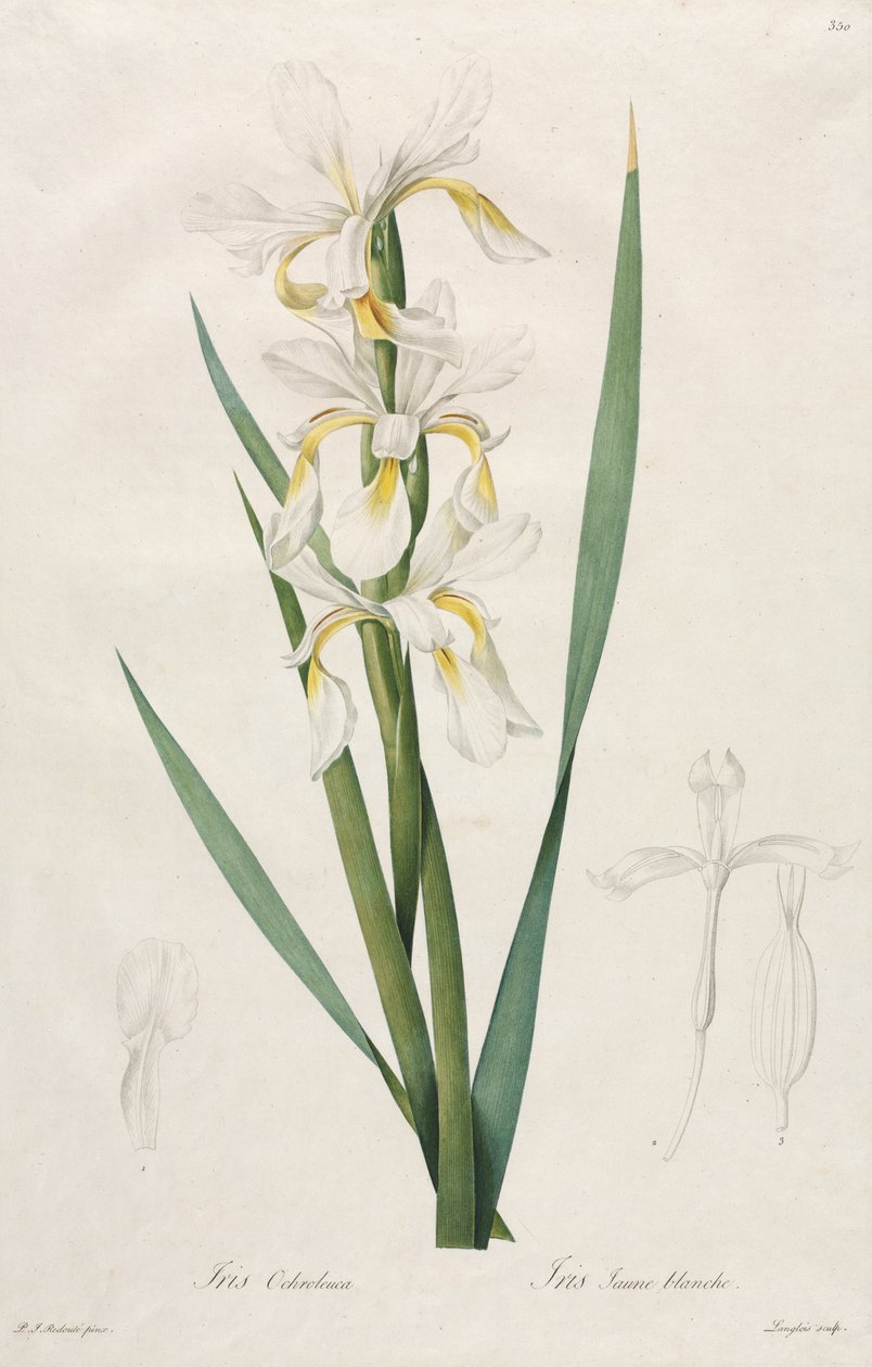 Iris se zlatým pruhem od Henry Joseph Redouté