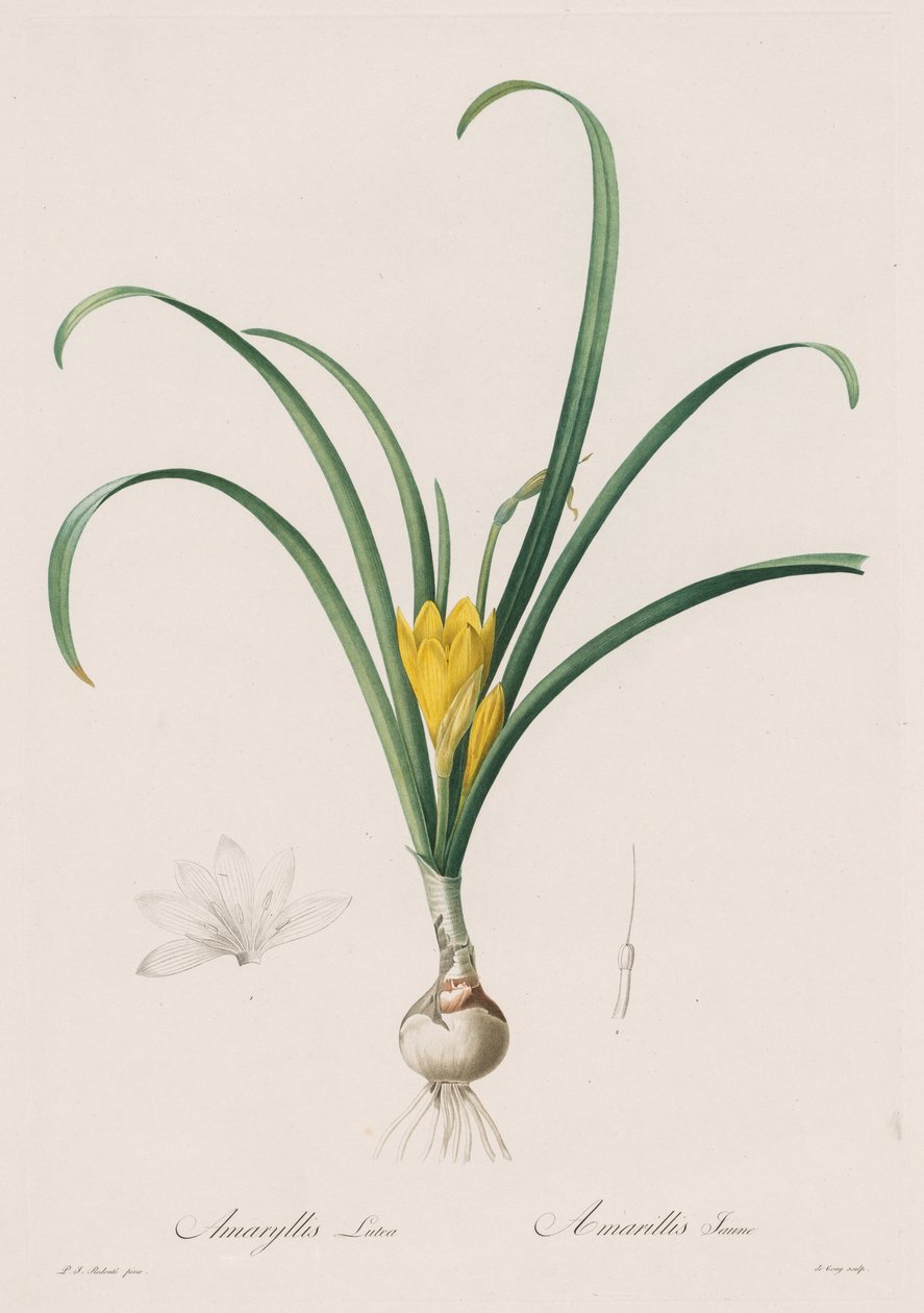 Liliaceae: Amaryllis Lutes od Henry Joseph Redouté