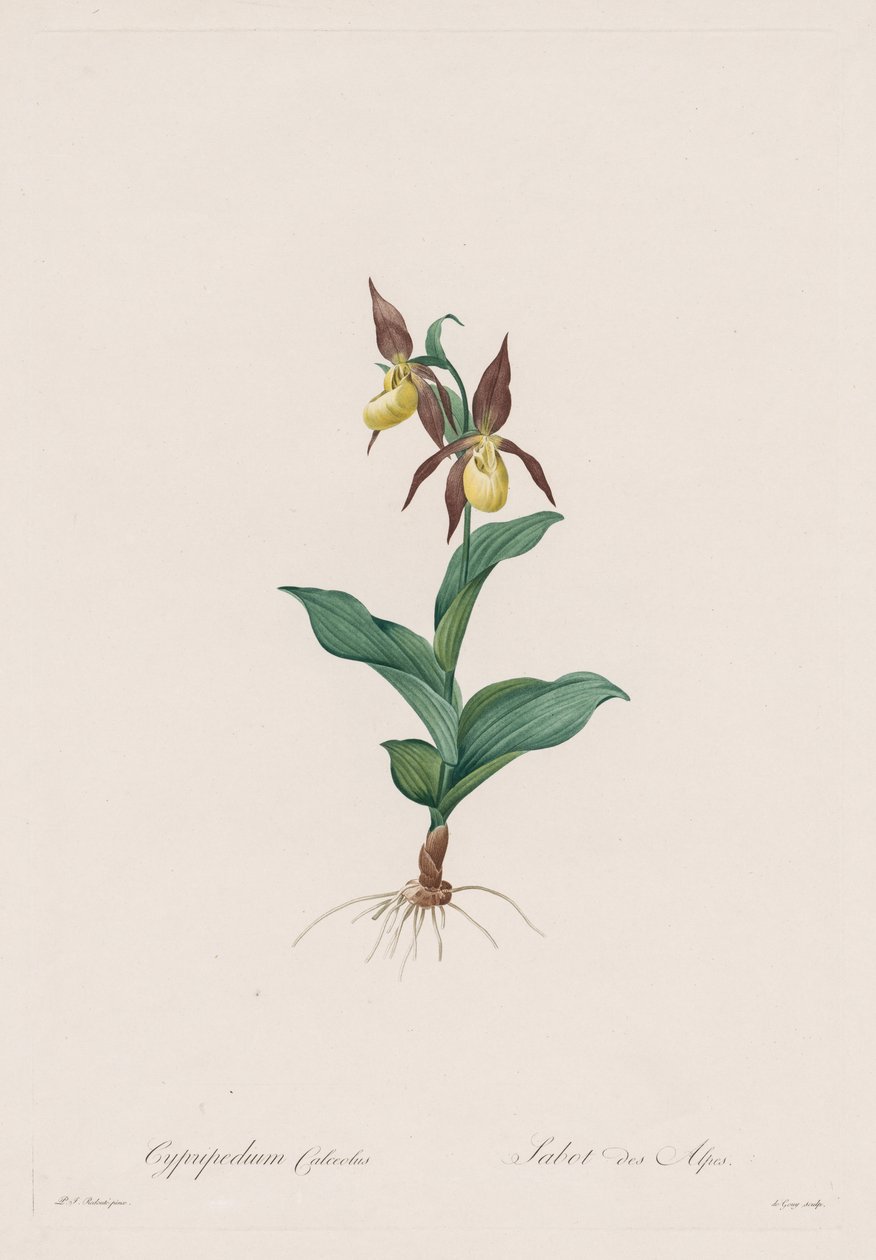 Les Liliacées: Cypripedium calceolus od Henry Joseph Redouté