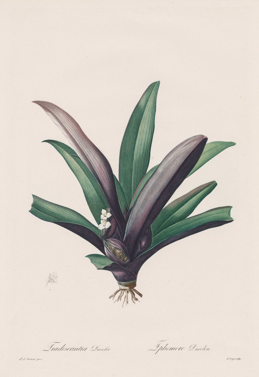 Les Liliacées: Tradescantia discolor od Henry Joseph Redouté