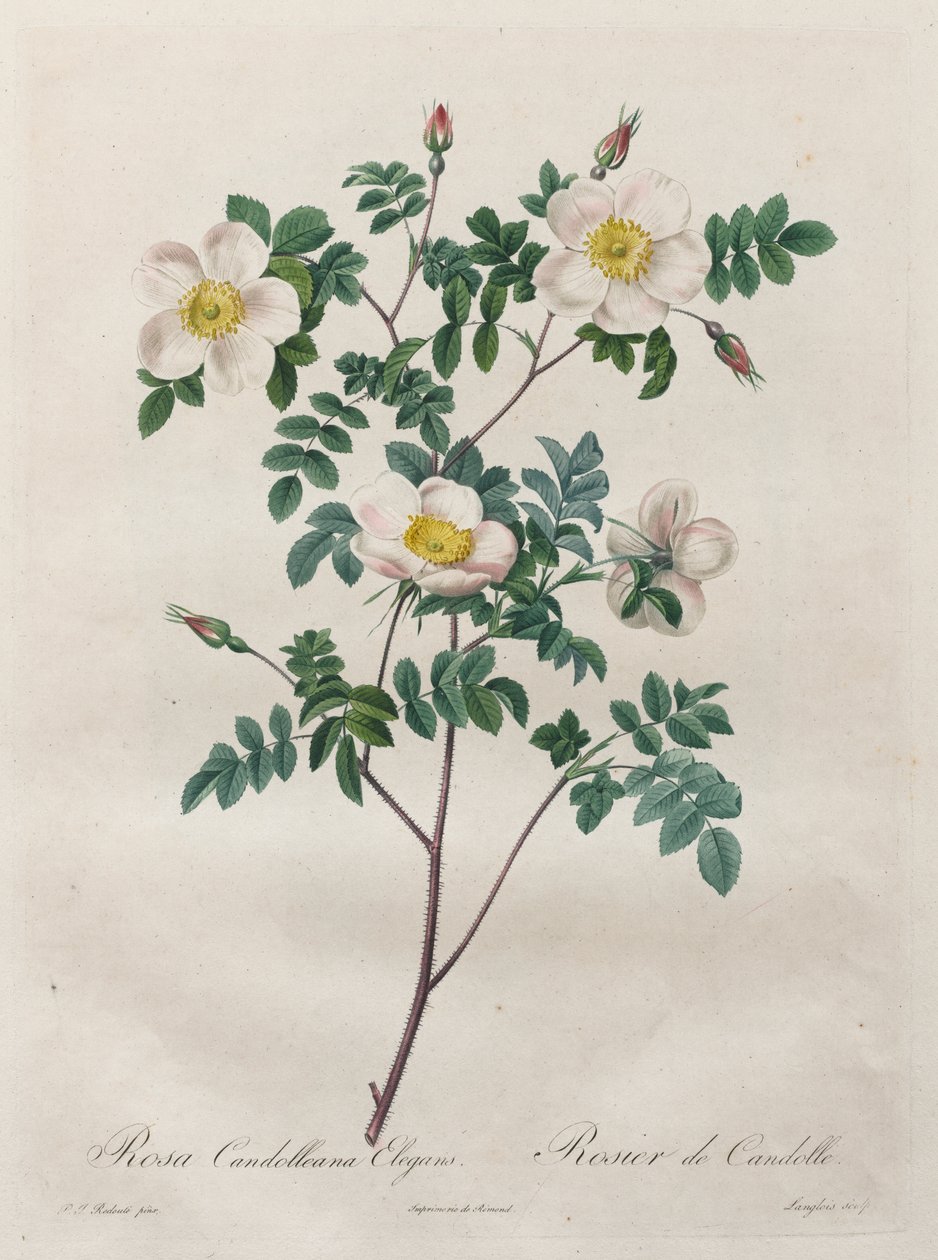 Les Roses: Rosa Candolleana Elegans od Henry Joseph Redouté