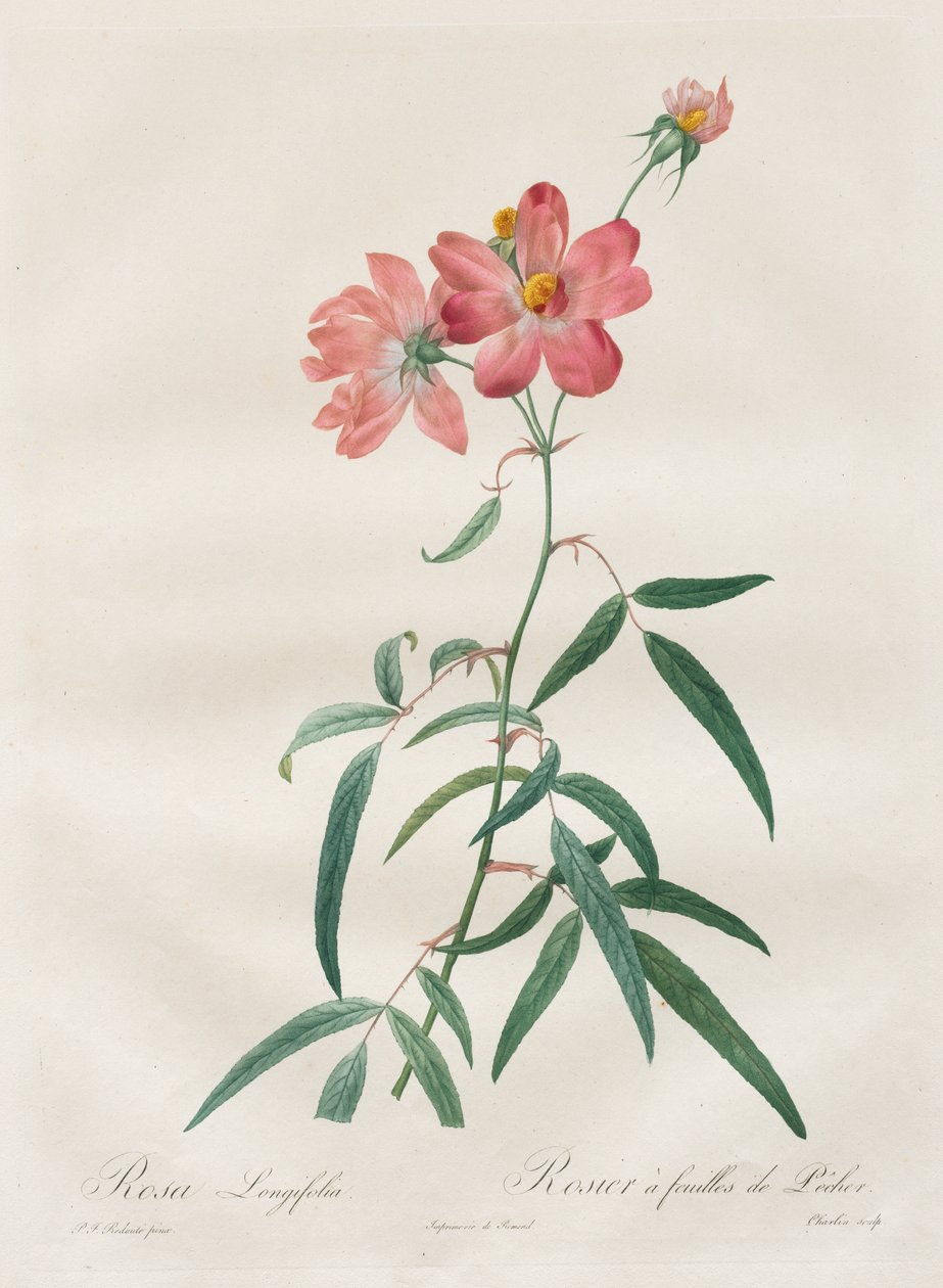 Růže: Rosa Longifolia od Henry Joseph Redouté