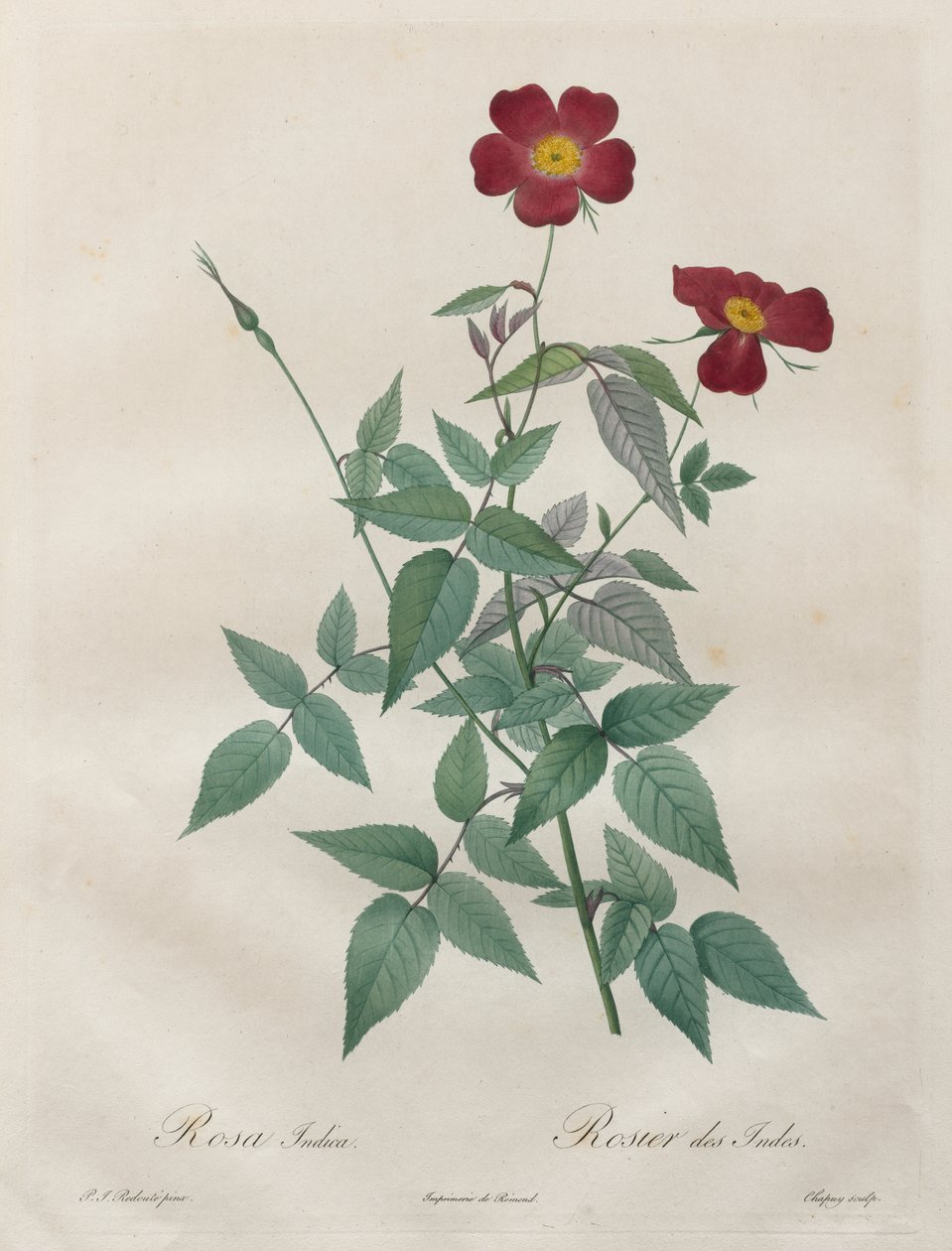 Růže: Rosa indica od Henry Joseph Redouté