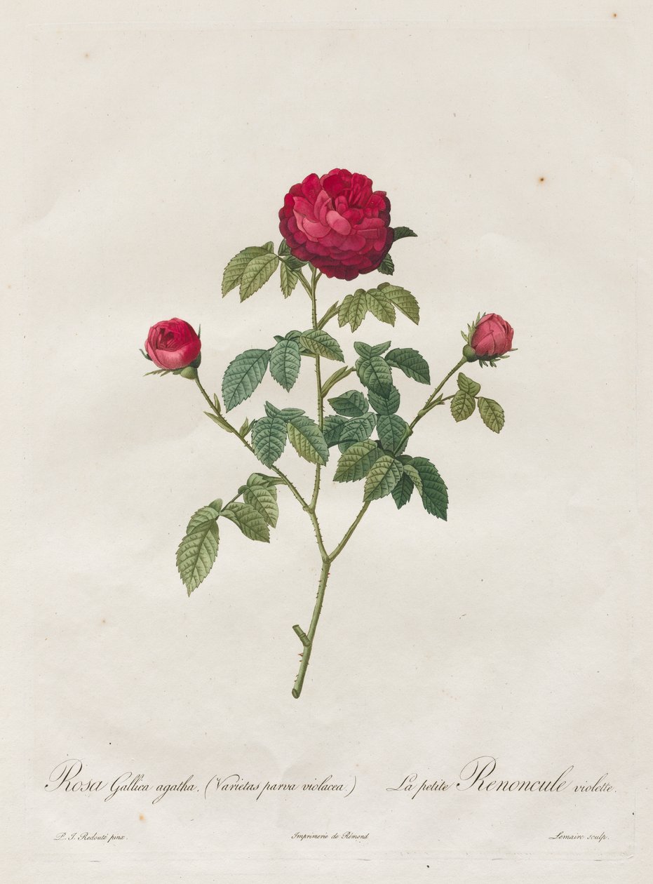 Provence nebo francouzská růže od Henry Joseph Redouté