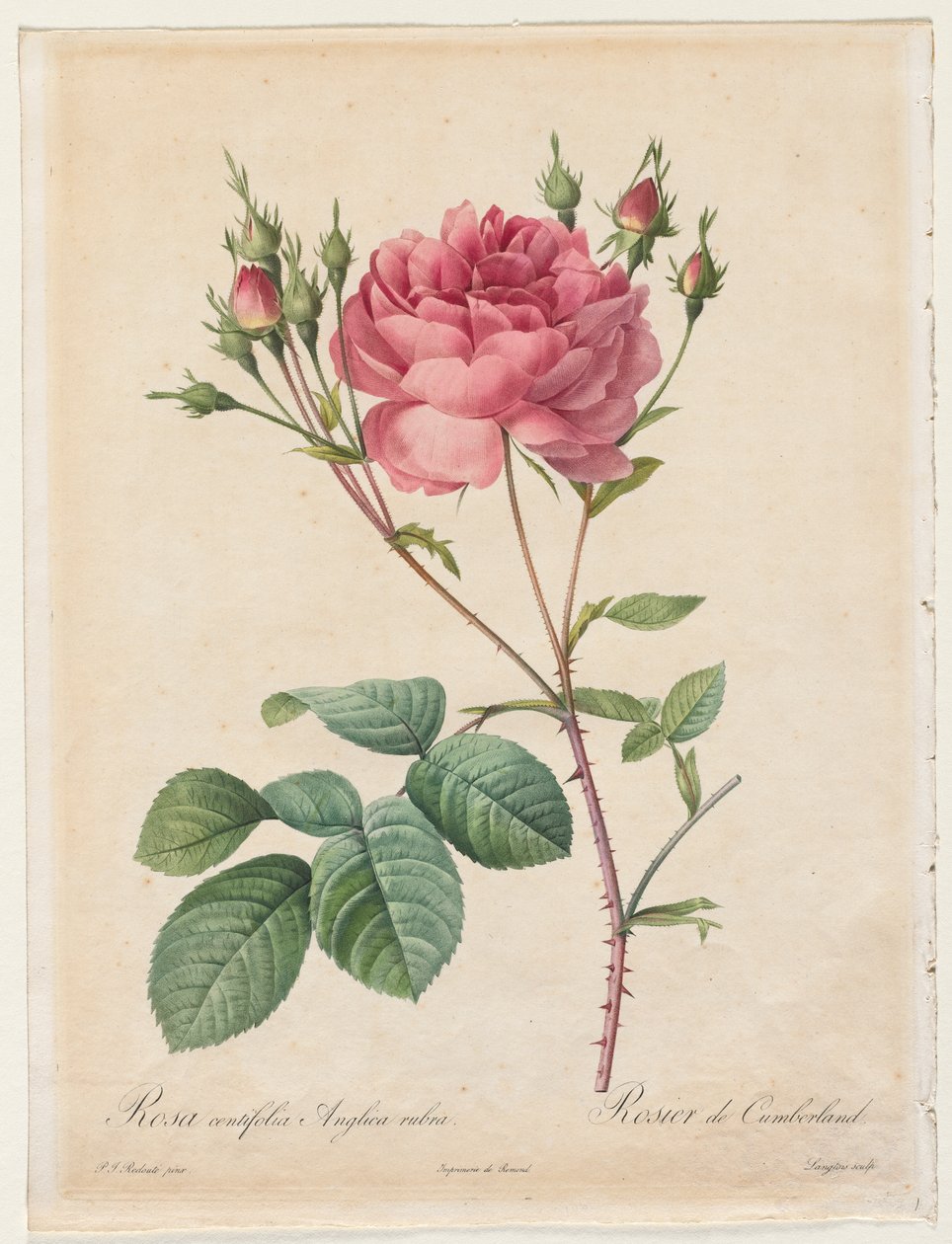 Rosa Centifolia Anglica Rubra od Henry Joseph Redouté