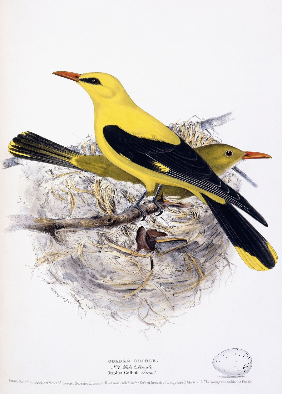 Zlatý žluva, 1835 od Henry Leonard Meyer