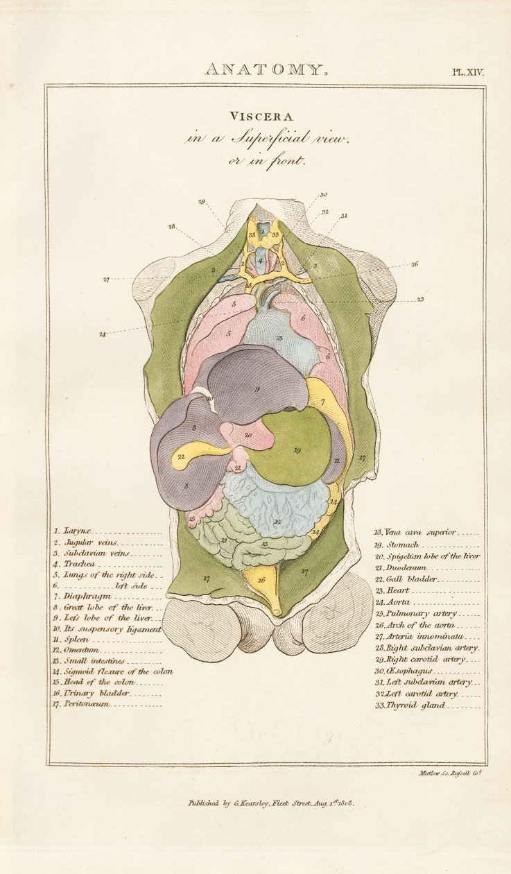 Vnitřní orgány lidského těla - pohled zepředu od Henry Mutlow