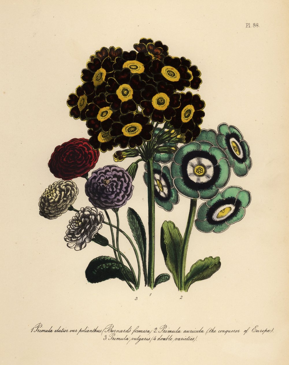 Burnard