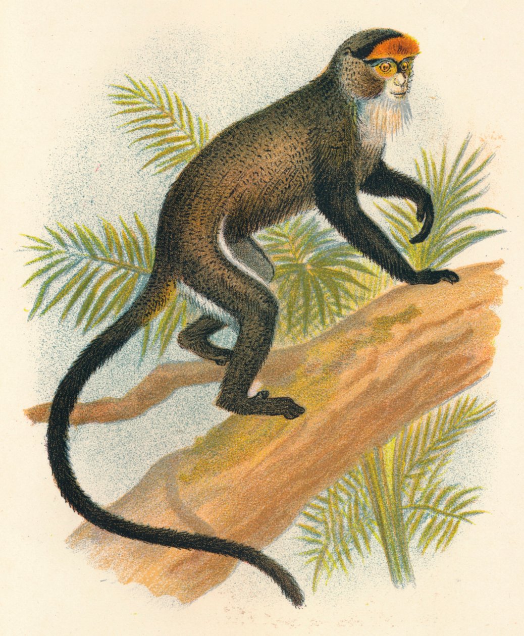 De Brazzas Guenon, 1897 od Henry Ogg Forbes